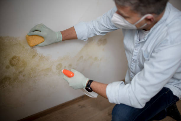 Certified Mold Removal in Crandon Lakes, NJ