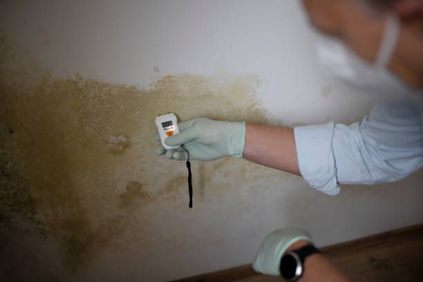 Best Mold Remediation  in Crandon Lakes, NJ
