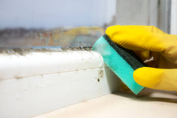 Best Best Mold Removal Companies  in Crandon Lakes, NJ