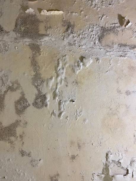 Best Professional Mold Removal  in Crandon Lakes, NJ