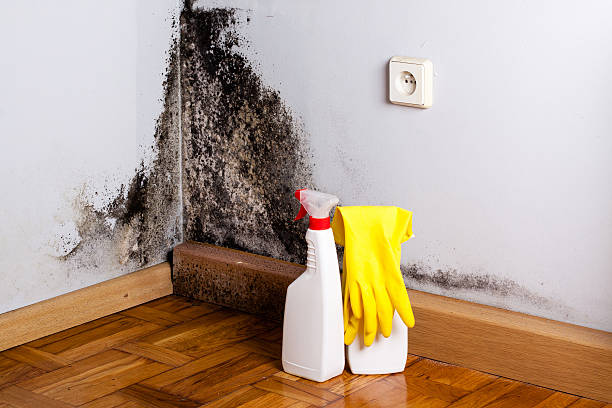 Best Black Mold Removal  in Crandon Lakes, NJ