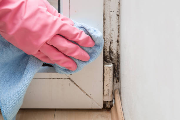 Best Mold Damage Repair  in Crandon Lakes, NJ
