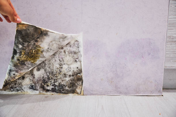 Best Mold Testing  in Crandon Lakes, NJ